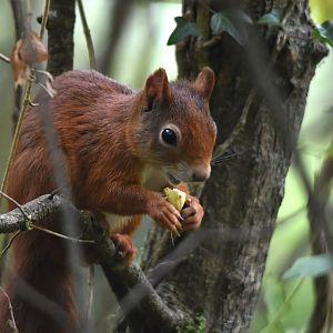 European Red Squirrel, Nant y Pandy (The Dingle), Anglesey, 1st September 2025