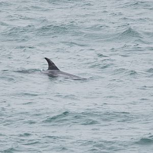 Risso's Dolphin, Point Lynas, Anglesey, 1st September 2025