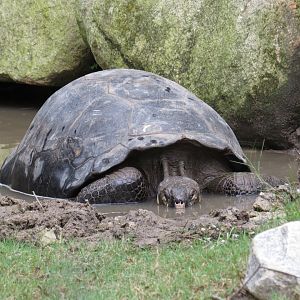 Riverbanks Zoo & Garden Western Santa Cruz Giant Tortoise (Chelonoidis niger porteri) 06/14/2025 Alberta