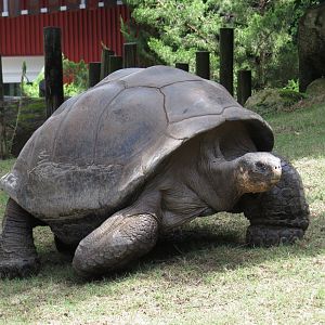 Riverbanks Zoo & Garden Western Santa Cruz Giant Tortoise (Chelonoidis niger porteri) 06/14/2025 Bravo