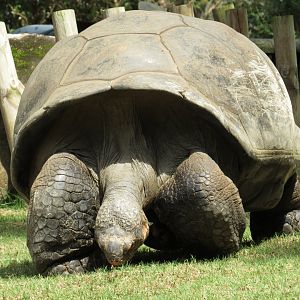 Riverbanks Zoo & Garden Western Santa Cruz Giant Tortoise (Chelonoidis niger porteri) 06/14/2025 Bravo WIDE
