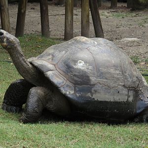 Riverbanks Zoo & Garden Western Santa Cruz Giant Tortoise (Chelonoidis niger porteri) 06/14/2025 Conchita