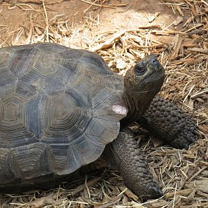 Riverbanks Zoo & Garden Western Santa Cruz Giant Tortoise (Chelonoidis niger porteri) 06/14/2025 Hatchling