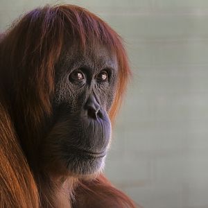 Pulang-Sumatran Orangutan-2025