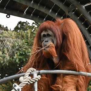 Dinar-Sumatran Orangutan-2025