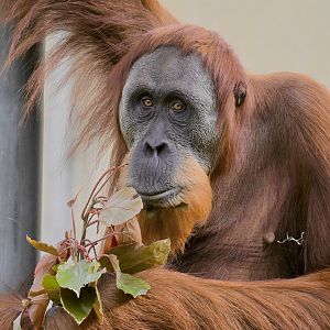 Sungai-Sumatran Orangutan-2025