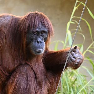 Lestari-Sumatran Orangutan-2025
