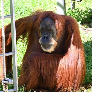 Utama-Sumatran Orangutan-2025