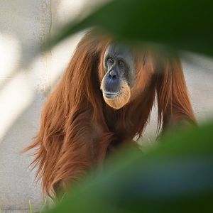 Sekera-Sumatran Orangutan-2025