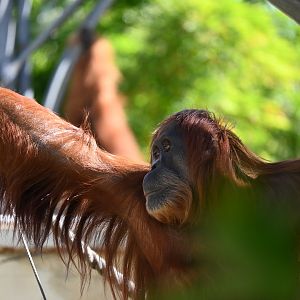 Teliti-Sumatran Orangutan-2025