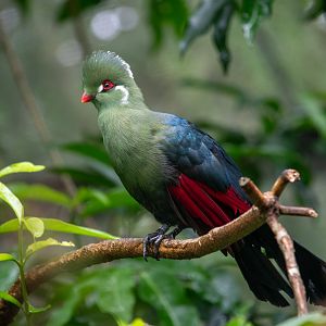 Hybrid Turaco