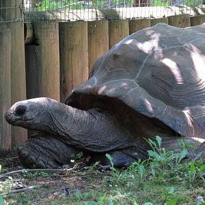 Brights Zoo Aldabra Giant Tortoise (Aldabrachelys gigantea) 07/04/2025 Big Daddy