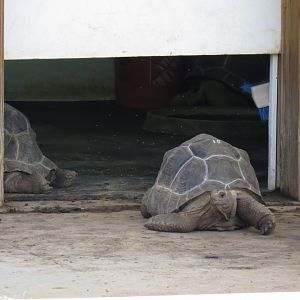 Brights Zoo Aldabra Giant Tortoise (Aldabrachelys gigantea) 07/04/2025 Juveniles