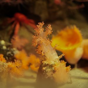 Deep-Sea Carnation Coral