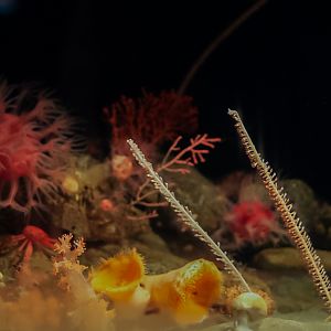 'Muddy Bottom Habitat" Exhibit (left side)
