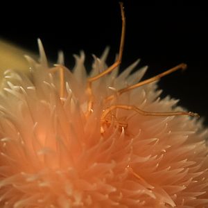 Japanese Sea Spider eating Pom Pom Anemone