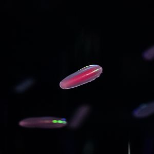 Abyssal Comb Jellies
