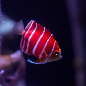 Peppermint Angelfish