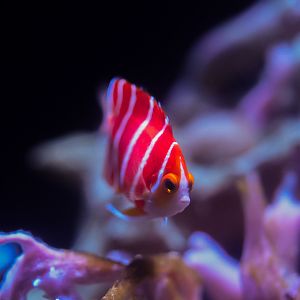 Peppermint Angelfish