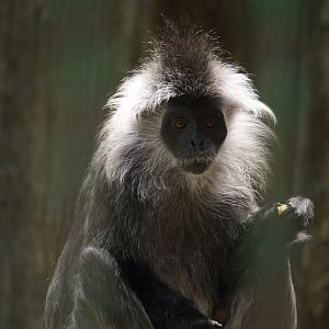 Germain's Langur (Trachypithecus germaini)?