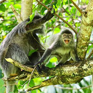 Silvery lutung (Trachypithecus cristatus)