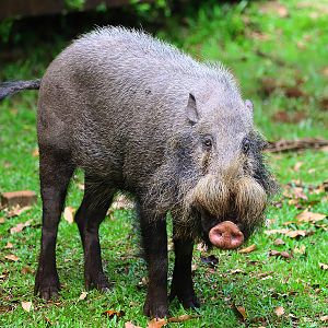 Bornean bearded pig (Sus barbatus)