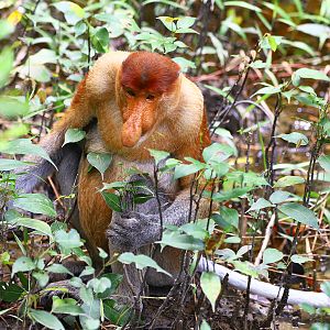 Proboscis monkey (Nasalis larvatus)
