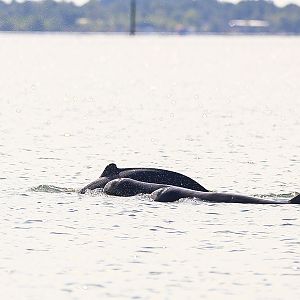 Irrawaddy dolphin (Orcaella brevirostris)