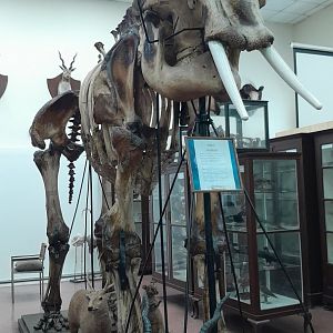 Benazir - Natural History Museum, Forman Christian College, Lahore - 1/11/2025