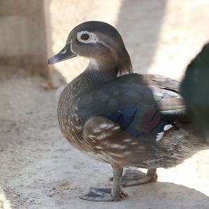 Wood Duck (Aix sponsa)