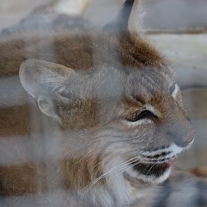 Bobcat (Lynx rufus)