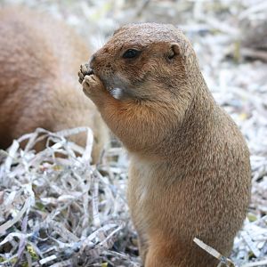 Black-Tailed Prairie Dog (Cynomys ludovicianus)