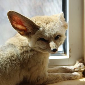 Fennec fox (vulpes zerda)