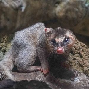 Ferret Badger ID?