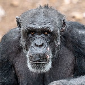 Chimpanzee 'Gombe'