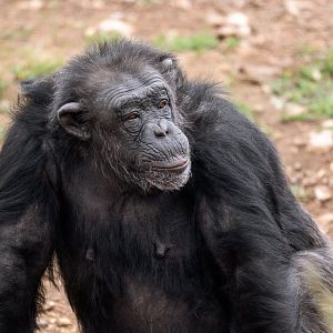 Chimpanzee 'Galatea'