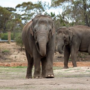 Asian elephants 'Pak Boon' and 'Tang Mo'