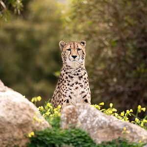 Cheetah 'Kwatile'