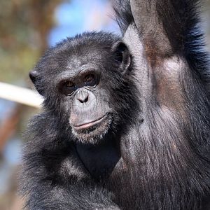 Chimpanzee 'Enzi'