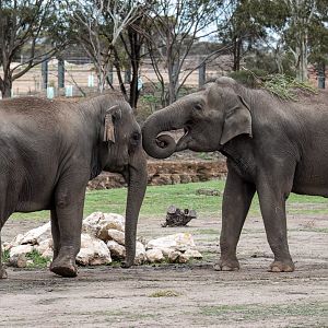 Asian elephants 'Pak Boon' and 'Tang Mo'