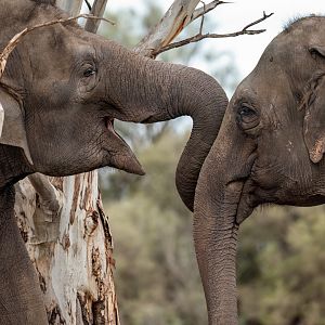 Asian elephants 'Tang Mo' and 'Pak Boon'