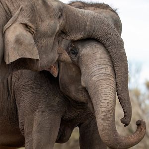 Asian elephants 'Tang Mo' and 'Pak Boon'