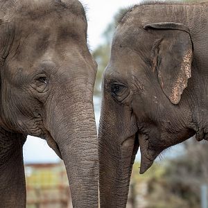 Asian elephants 'Tang Mo' and 'Pak Boon'