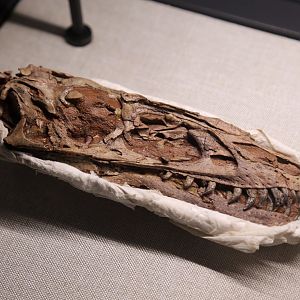 Dilong paradoxus Skull, Holotype (IVPP V14243)