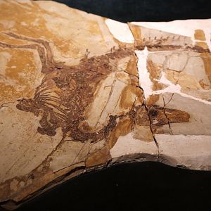 Sinosauropteryx lingyuanensis, Holotype (IVPP V12415)