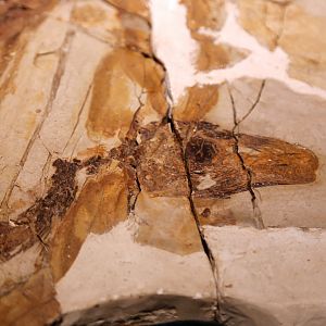 Sinosauropteryx lingyuanensis Skull, Holotype (IVPP V12415)
