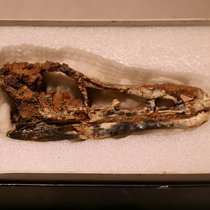 Haplocheirus sollers Skull, Holotype (IVPP V15988)