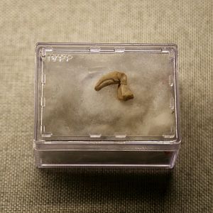 Linhenykus monodactylus Finger, Holotype (IVPP V17608)