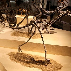 Linhenykus monodactylus