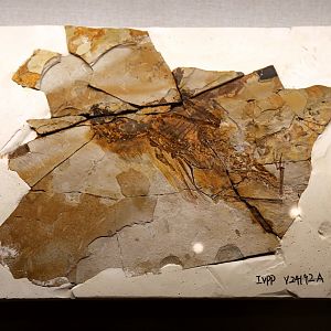 Ambopteryx longibrachium, Holotype (IVPP V24192)